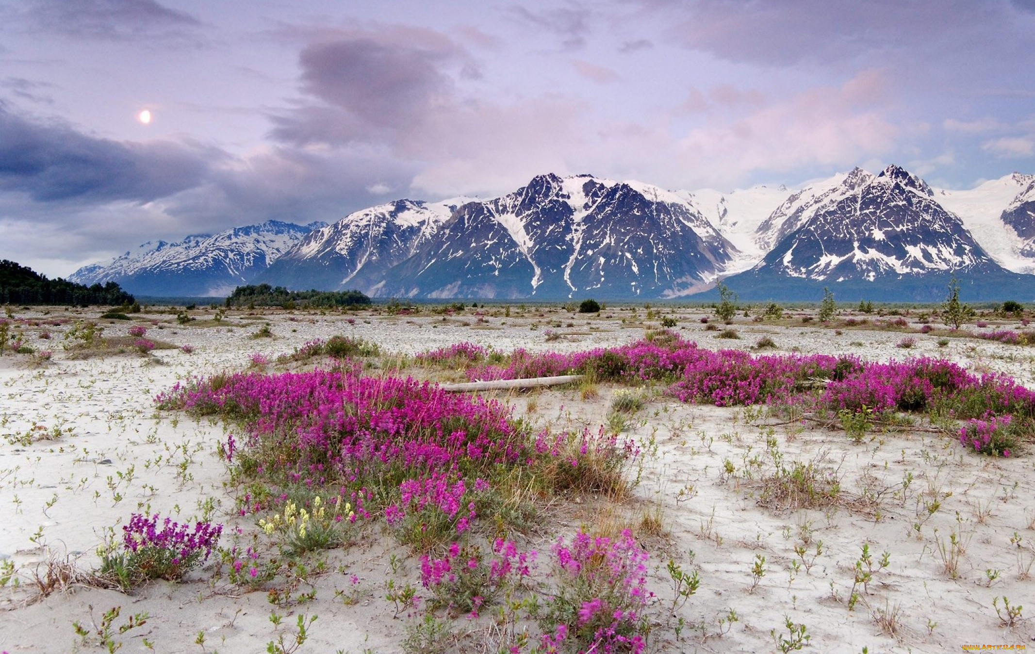 Сев цветов. Аляска горы св. Ильи. Горная тундра Аляски. Вереск Хибины. Тундра субарктический пояс.